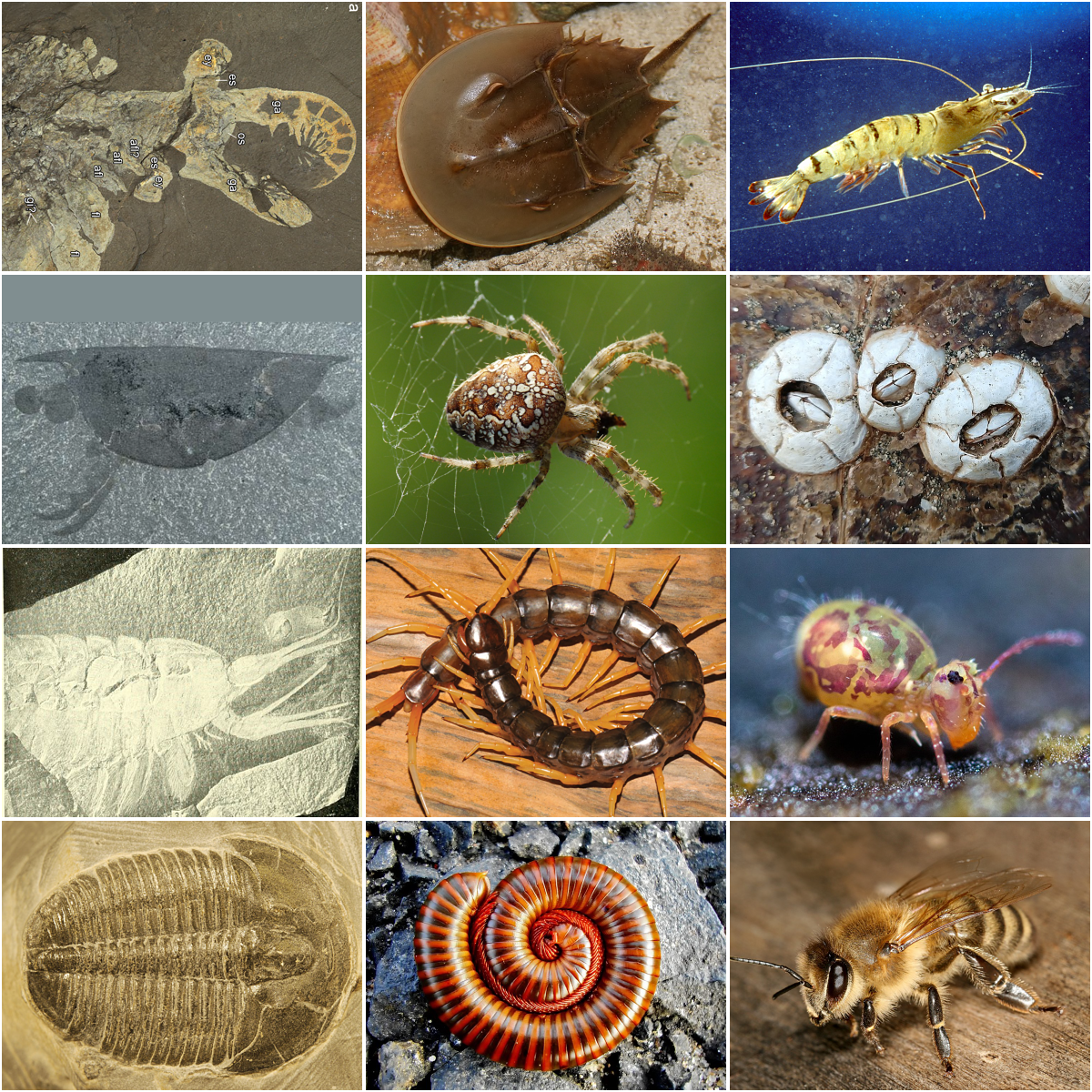 largest phylum. includes insects, horseshoe crabs, crustaceans. segmented, hard exoskeleton
