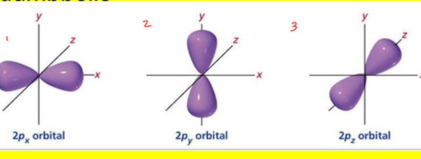 <p>A dumbbell-shaped region of space with high electron density, describes orbitals with l = 1</p>