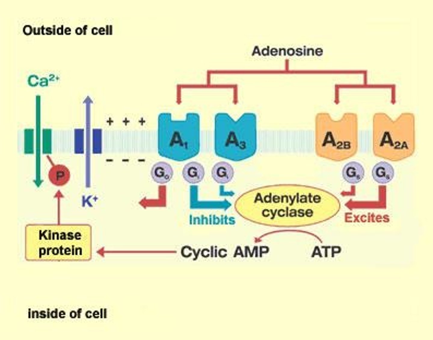 <p>A1, A2, A3, and A4, each with different functions in neurotransmitter release and immune response.</p>