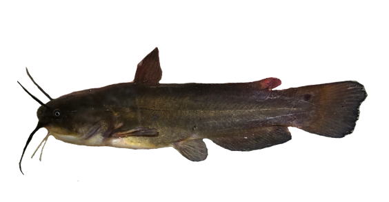<p>bullhead </p>