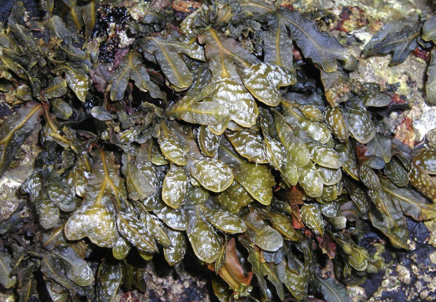 <p>Identificar la alga</p>