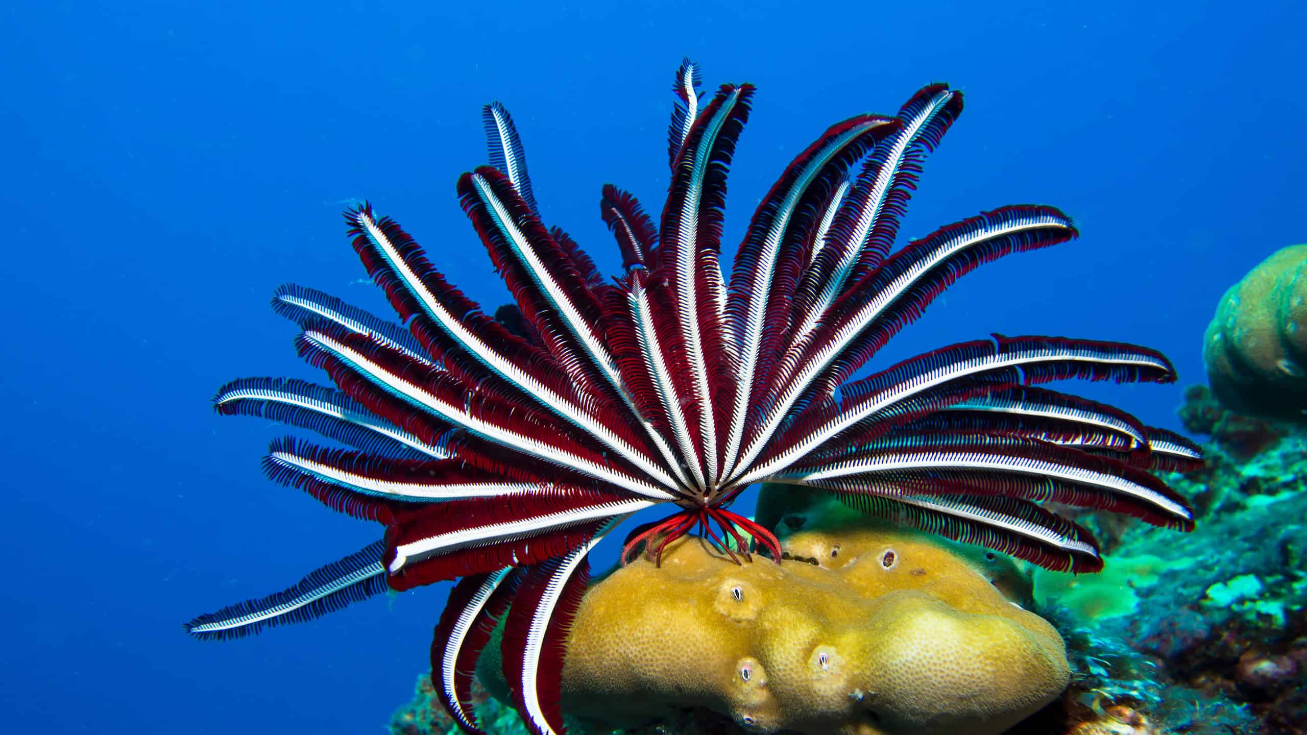 <p>= feather stars, sea lilies<br>- reef passage, feather stars are sedentary (move if disturbed), sea lilies are sessile<br>- 10 arms, branched w/ pinnules<br>- simple tube feet, no ampullae, no hydraulic extensions (respiration, waft food to mouth)<br>- internal madreporite<br>- arms held out to filter, stiffen by mutable connective tissue to hold on in strong currents<br>- gonadal cell line coelomic extensions in pinnules of arms (no distinct gonads)<br>- stalked or free swimming<br>- cupliked body “calyx”<br>- anus on oral disc next to mouth</p>