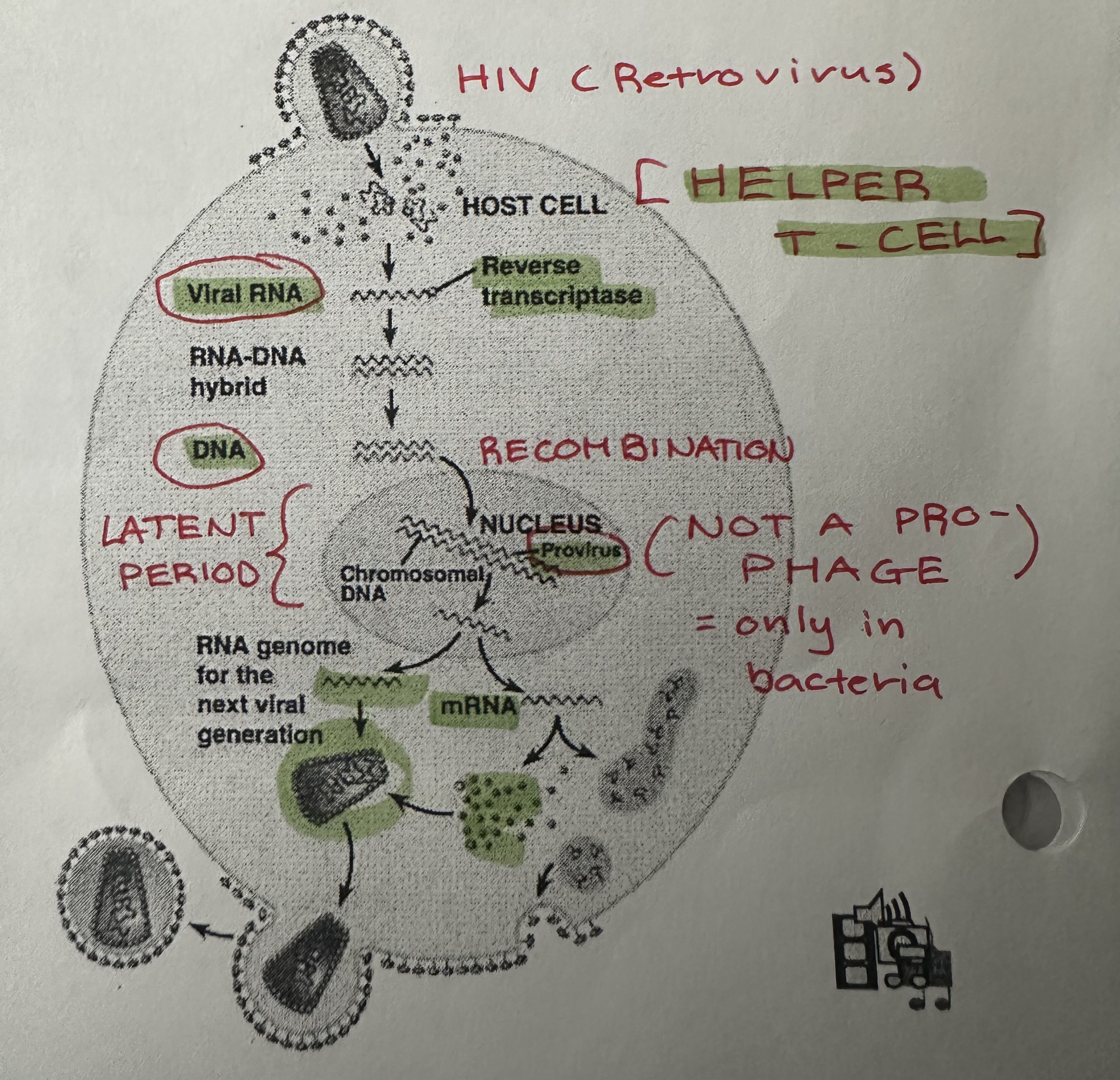 <p>(<strong>human immunodeficiency virus</strong>) the retrovirus that causes <strong>AIDS</strong> (<strong>acquired immunodeficiency syndrome</strong>)</p>