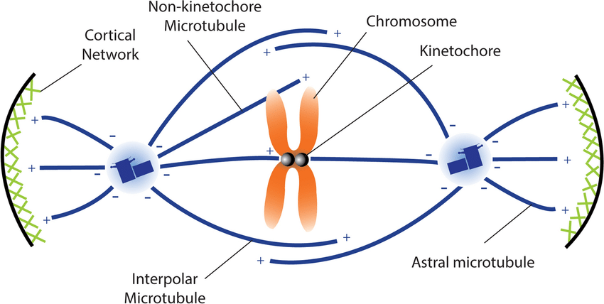 <p><span><span>A characteristic arrangement of microtubules shaped like a spindle during mitotic division of a cell nucleus to align and move chromosomes at metaphase and anaphase</span></span></p>