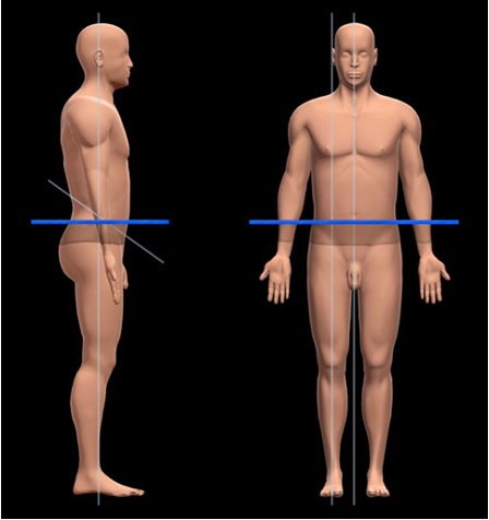 cut body in half from the waist