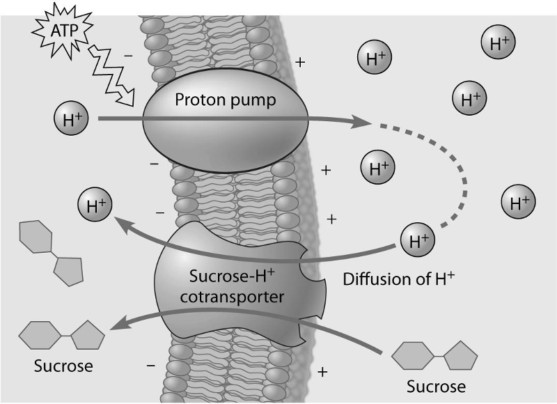 <p><span><span>Based on the figure above, which of these experimental treatments would increase the rate of sucrose transport into the cell?</span></span><br><span><span>A) decreasing extracellular sucrose concentration</span></span><br><span><span>B) decreasing extracellular pH</span></span><br><span><span>C) decreasing cytoplasmic pH</span></span><br><span><span>D) adding an inhibitor that blocks the regeneration of ATP</span></span><br><span><span>E) adding a substance that makes the membrane more permeable to hydrogen ions</span></span></p>