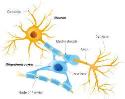 <p>form myelin sheaths in CNS</p>