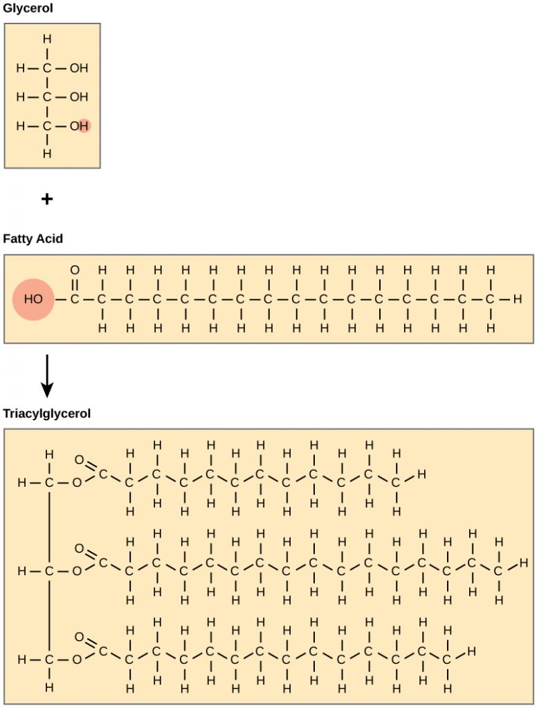 <ul><li><p><strong>Triglyceride Function</strong></p><ul><li><p>Most common lipid form → used as a <strong>slow</strong> source of energy</p></li></ul></li><li><p><strong>Glycerol</strong></p><ul><li><p>alcohol group acts as the backbone of triglycerides</p></li></ul></li><li><p><strong>Fatty Acid Chain</strong></p><ul><li><p>long carbon skeleton with a carboxyl group at the end</p></li></ul></li></ul><p></p>