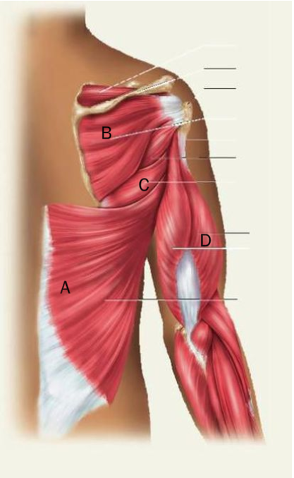 <p>Identify the letter that indicates the triceps brachii muscle</p>