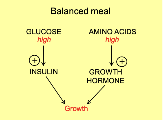 <ol><li><p>High glucose and aminos</p></li><li><p>Promotes insulin</p></li><li><p>AND promotes GH</p></li><li><p>FGF21 has no effect</p></li><li><p>Allows growth</p></li></ol><p></p>