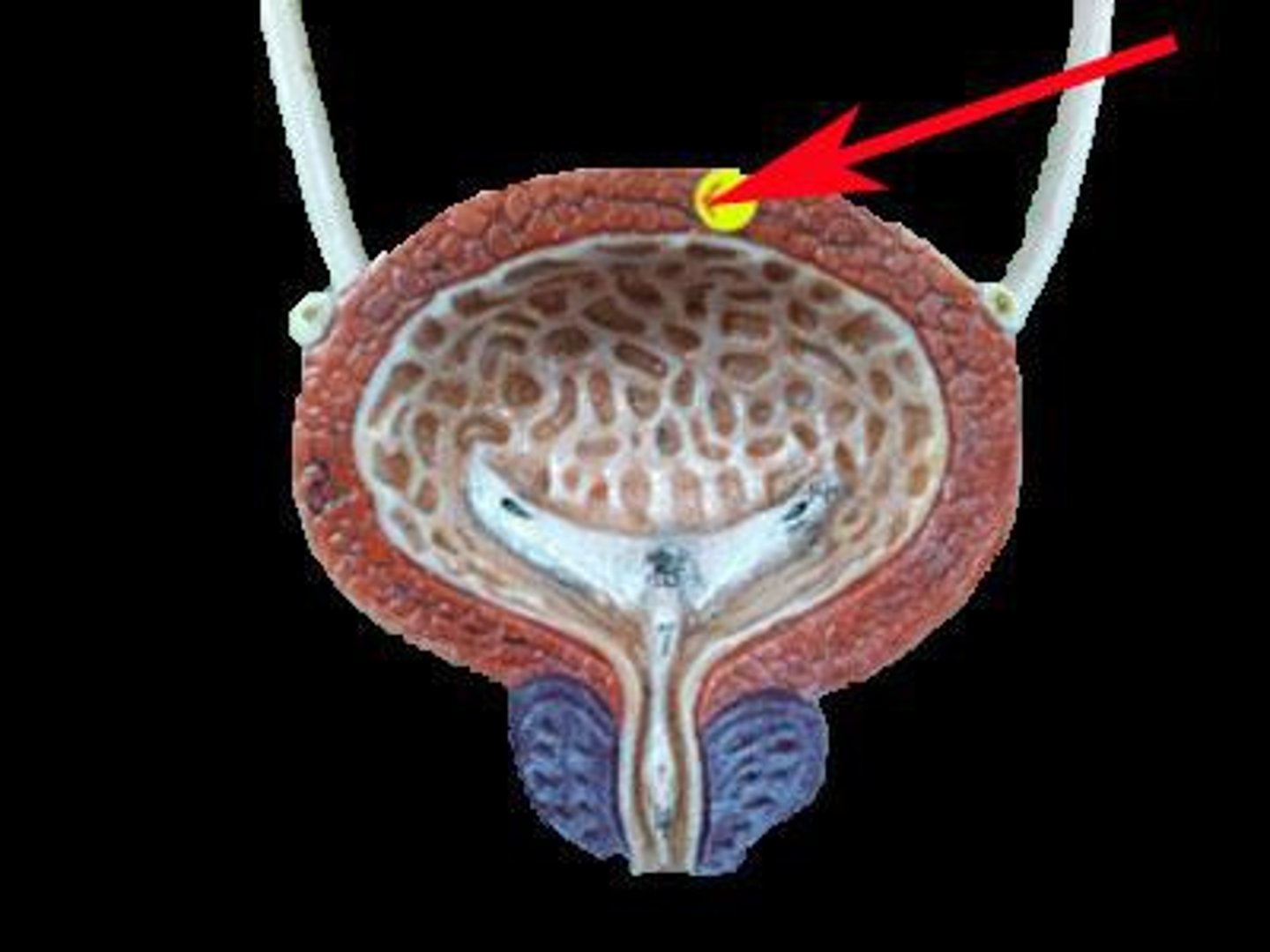 <p>During sympathetic stimulation (higher CNS input), the bladder is ________.</p><p>Internal sphincter is __________, external sphincter is ________.</p>