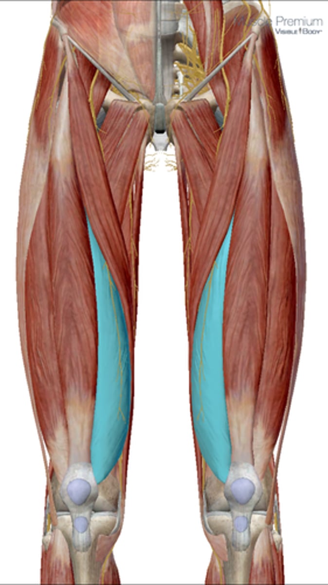 <p>knee extension (3 of 3)</p>