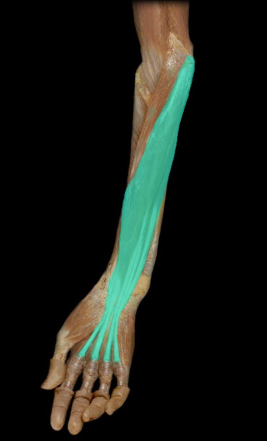 knowt flashcard image
