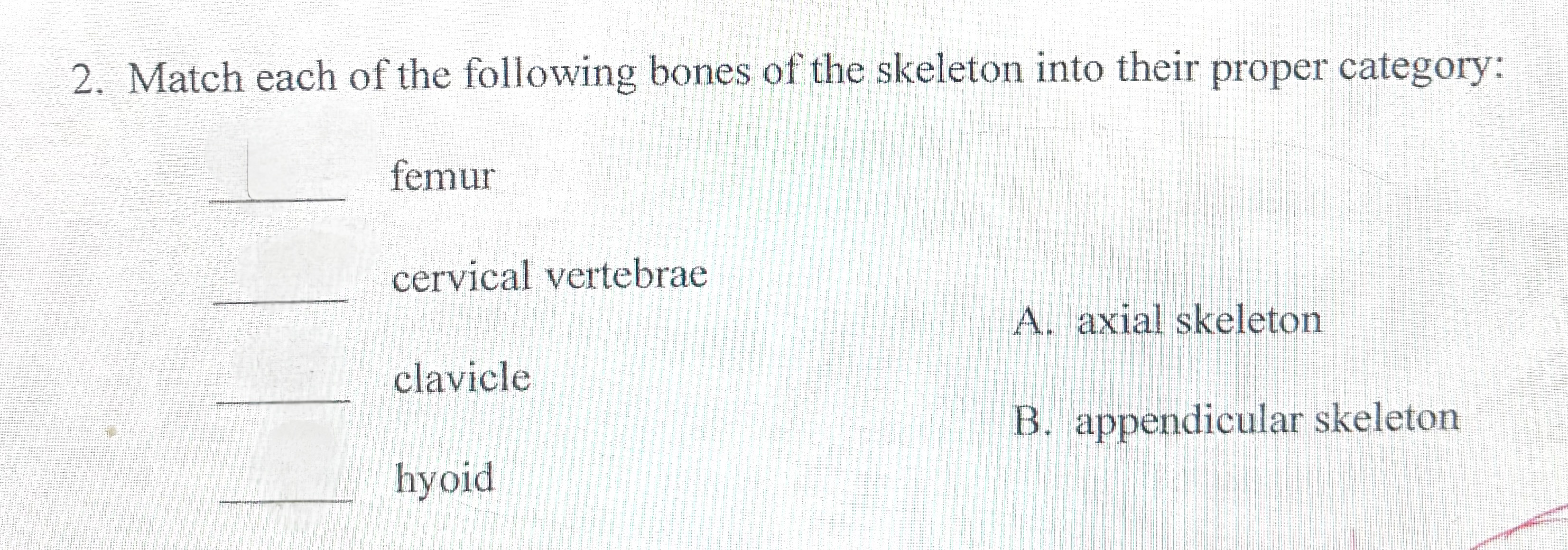 <p>Match each of the following bones of the skeleton into their proper category:</p><p>A. axial skeleton&nbsp;</p><p>B. appendicular skeleton </p>