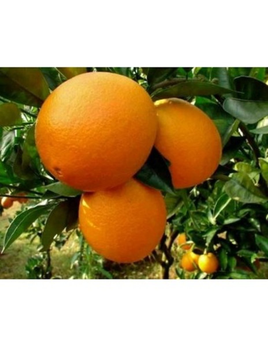 <p>orange</p>