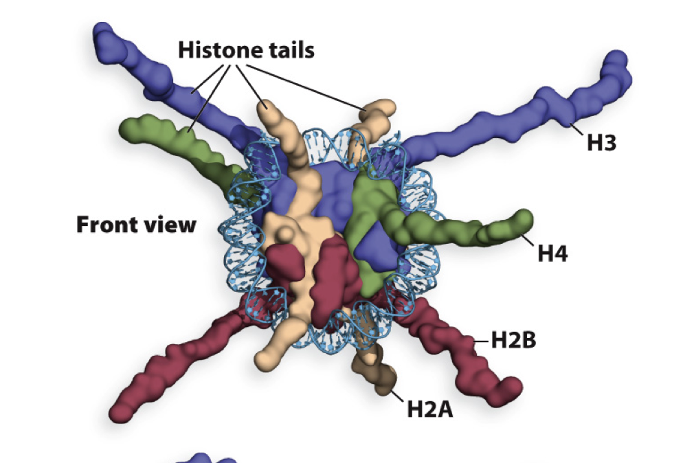 <p>The N termini of the Histone proteins extends beyond the nucleosome core and can be covalently modified by phosphorylation, acetylation, methylation, or ubiquitination </p>