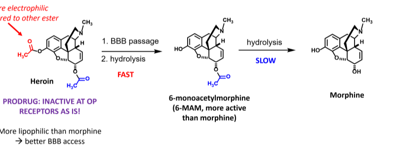 <p>Heroin is a prodrug that hydrolyzes into 6MAM which hydrolyzes to morphine</p>