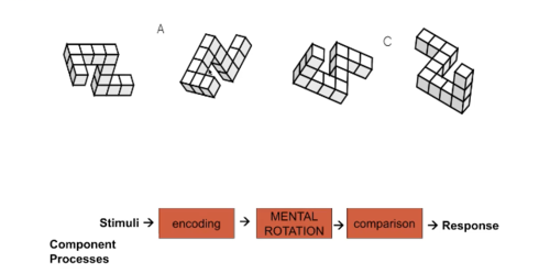 Mental Rotation Experiment (example)

Component Processes

Building a process theory and testing