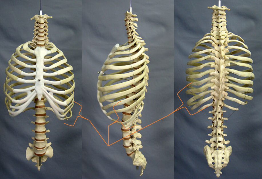 name the group of bones 