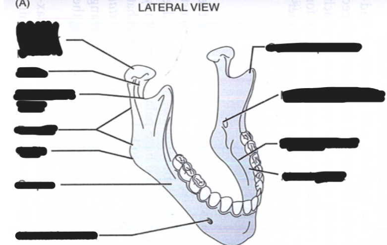 <p><strong><span style="color: red">**Label the mandible structure</span></strong><span style="color: red">**</span></p>