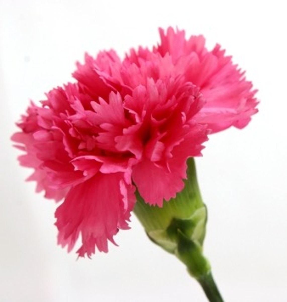 <p>DIANTO</p>