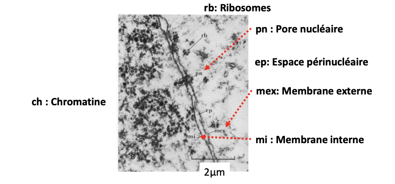 <p>Double membrane qui entoure le noyau, composée :</p><ul><li><p><strong>Membrane interne</strong> : liée à la <strong>lamina nucléaire</strong> et à la chromatine.</p></li><li><p><strong>Membrane externe</strong> : continue avec le <strong>réticulum endoplasmique</strong> et couverte de ribosomes.</p></li><li><p><strong>Espace périnucléaire</strong></p></li><li><p><strong>Pores nucléaires</strong> : complexes protéiques qui permettent les échanges contrôlés entre noyau et cytoplasme.</p></li></ul><p></p>