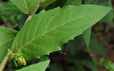 <p>symmetrical teeth along leaf margin </p>