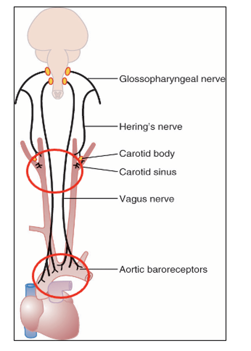 <p>Chemoreceptors are chemosensitive cells sensitive to what? (3)</p>