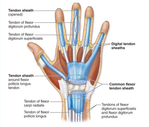<p>Surrounds a tendon to protect it from friction</p>