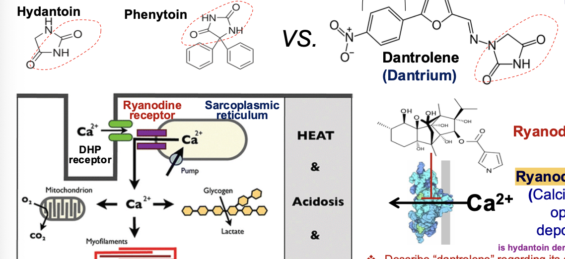 <ol><li><p>Binds to ryanodine receptor - antagonist </p></li><li><p>Inhibits calcium efflux </p></li><li><p>Hydrantoin derivative = phenytoin </p></li></ol><p></p>