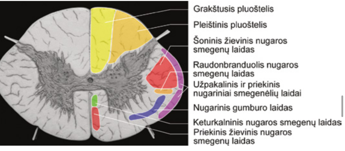 <p><span>grakštusis ir pleištinis pluošteliai</span></p>
