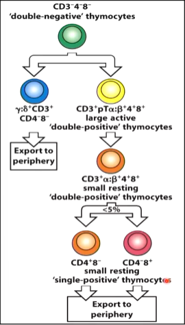 <p>thymocytes</p><p>CD4+</p><p>CD8+</p><p>Notch</p><p>double</p><p>CD4<sup>+</sup>8<sup>-</sup></p>