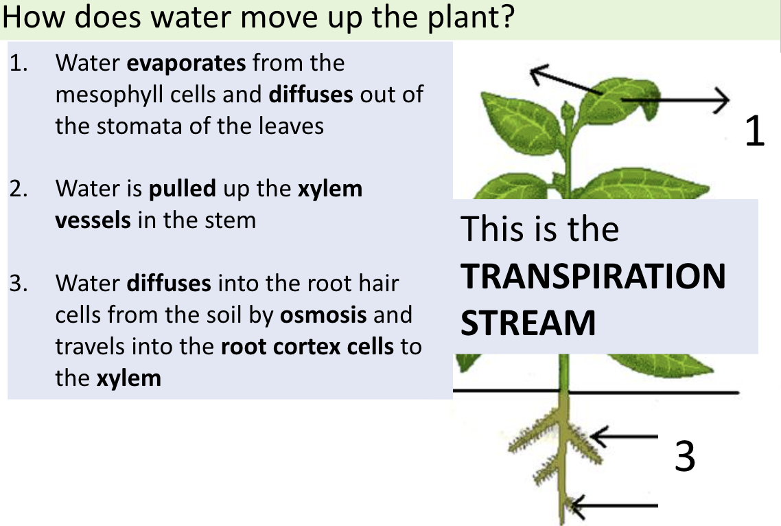 <p><span>water evaporates from the surfaces of the mesophyll cells into the air spaces and then diffuses out of the leaves through the stomata as water vapour</span></p>