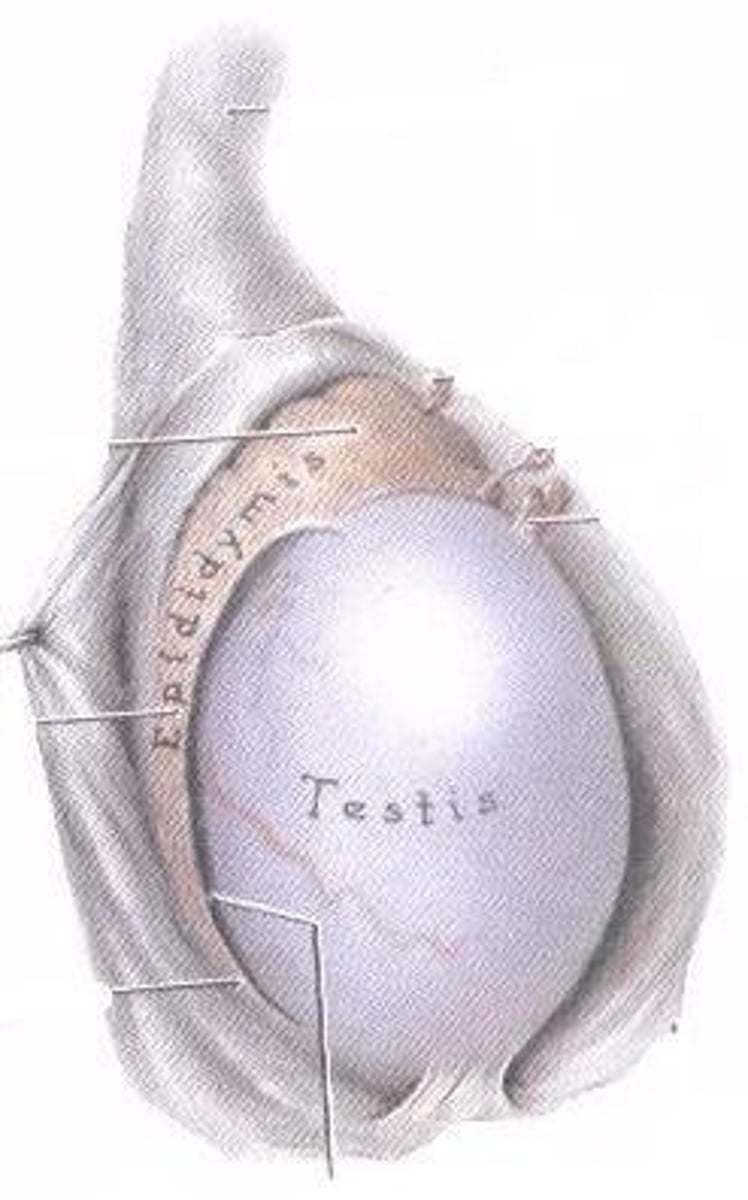 <p>The epididymis is located behind the testis and is divided into head, body, and tail; it is where sperms mature, become mobile, and are stored.</p>