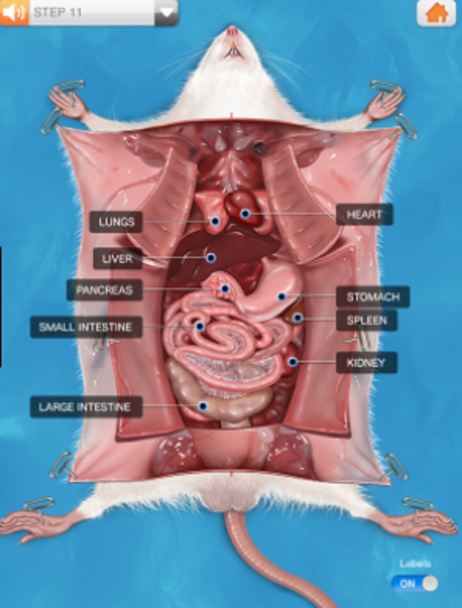 knowt flashcard image