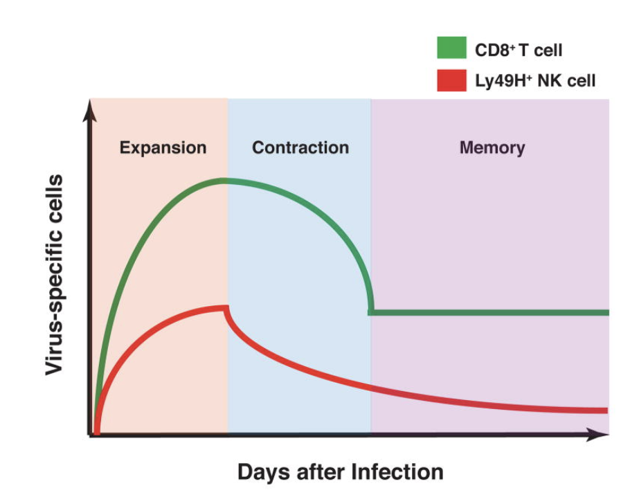 <ul><li><p>not fully understood</p></li><li><p>some activating receptors bind ligands expressed by common viruses (especially HCMV)</p></li><li><p>infection with those viruses causes expansion and memory formation of NK cells expressing those activating receptors</p><ul><li><p>each NK cell have their own signaling activating receptors. so for example, if the infection activates receptors 1 and 3, then proliferation would lead to an increase in NK cells with receptors 1 and 3</p></li></ul></li><li><p>dependent on cytokine signals</p></li></ul><p></p>