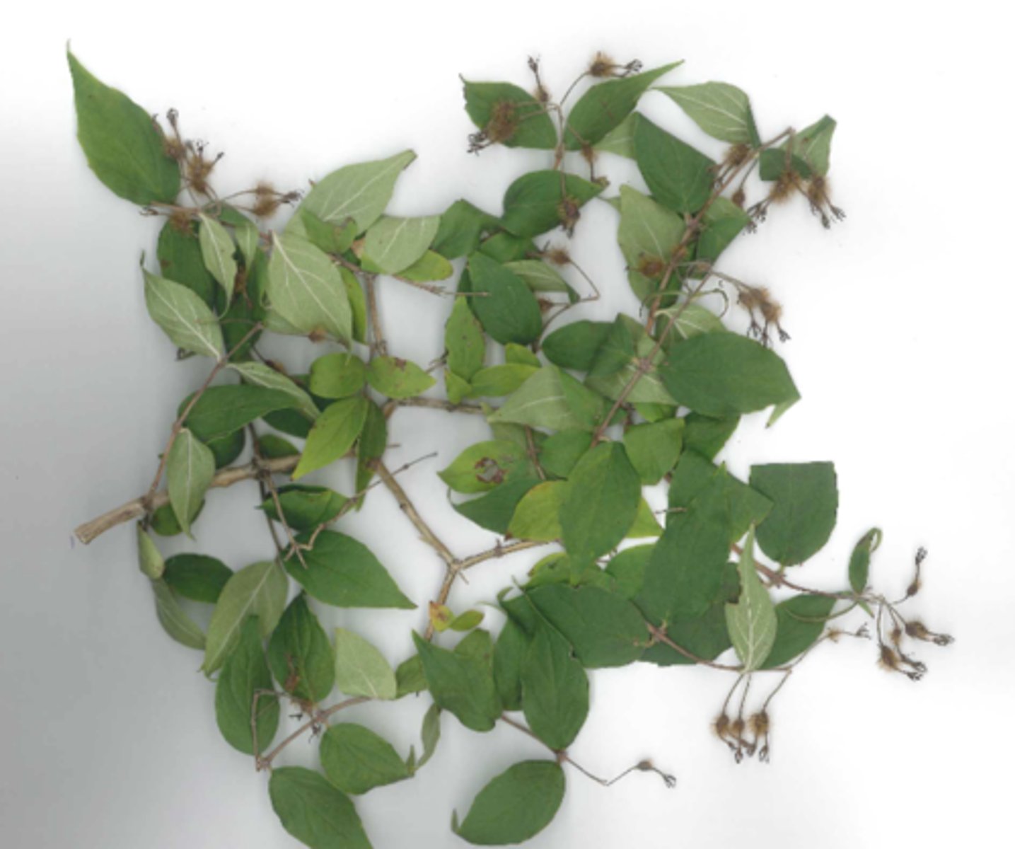 <p>ostrich drupes,</p>