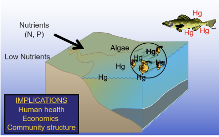 <p><span style="line-height: 20.925px;">- only a little bit of algae in this lake </span></p><p class="Paragraph SCXW96647158 BCX0" style="text-align: left;"><span style="line-height: 20.925px;">- because of this, a small number of daphnia </span></p><p class="Paragraph SCXW96647158 BCX0" style="text-align: left;"><span style="line-height: 20.925px;">- fish comes by and eats the zooplankton, it has a much higher concentration of Hg </span></p><p class="Paragraph SCXW96647158 BCX0" style="text-align: left;"><span style="line-height: 20.925px;">- the same amount of Hg was spilled into both lakes, but because there was less organic nutrients for the Hg to bind to, it was more concentrated, so this fish has much more Hg </span></p>