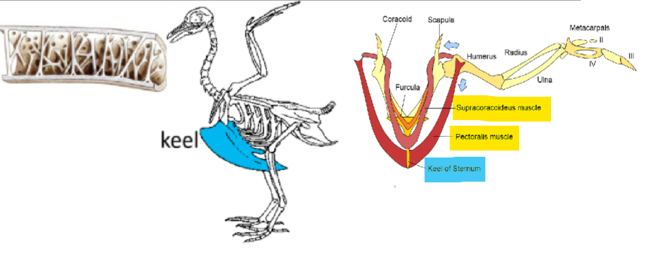 <p>lightweight, but study<br>pneumatized bones (includes air pockets/holes)<br>most vertebrae fused together to be more rigid (except neck)<br>large keel (from sternum) = attachment site for big flight muscles, allows for stability in entire body<br>-pectoral: contract → down<br>-supracoracoideus: contract → up</p>