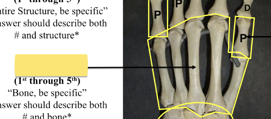 <p>Bone be specific </p>