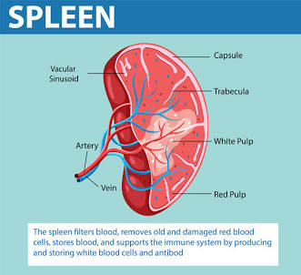 <p>Spleen</p>