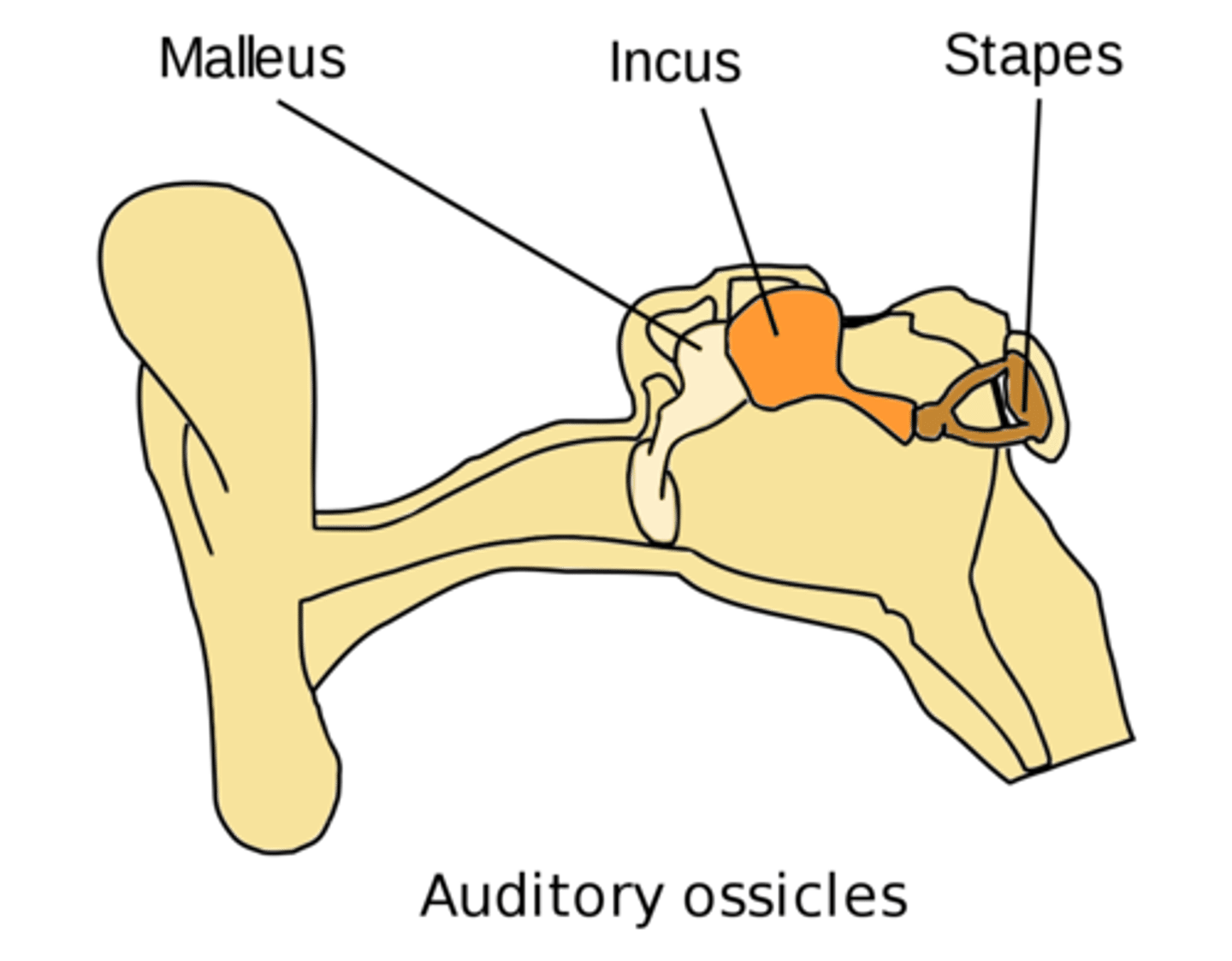 <p>three small bones linked together that connect the eardrum to the inner ear</p>