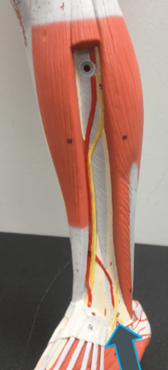 <p>innervates:<br>- fibularis brevis<br>- fibularis longus</p>