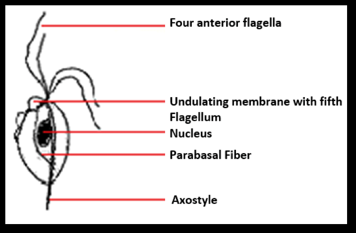 <p>axostyle</p>