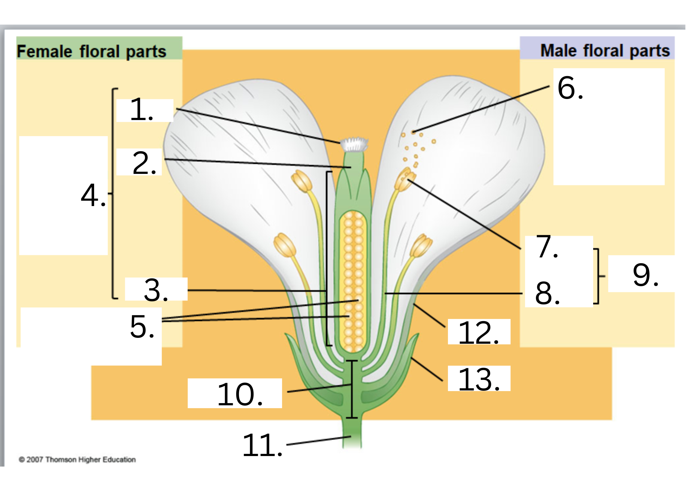 <p>Parts of the Flower</p>