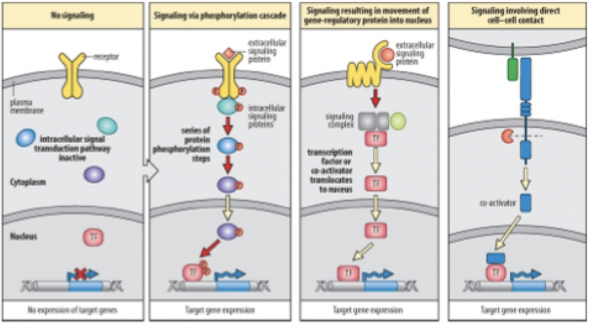 <p>Signal transduction usually starts at the cell surface w/ the receptor&nbsp; and then culminates in change in gene expression</p><ul><li><p>Receptor is activated by binding to some kind of ligand which may be secreted by a neighbouring cell</p></li></ul><p>At rest the receptor, not active is not binding to anything inside the cytosol of this cell and there is no transcription of the gene</p><p><strong>First mechanism</strong></p><ul><li><p>When the ligand binds is may induce phosphorylate and activation of the intercellular receptors,</p></li><li><p>Chain rxn phosphorylate more enzymes that active transcription.&nbsp;</p></li></ul><p><strong>Second mechanism:</strong></p><ul><li><p>Ligand binds to a receptor and induce a conformational change in some downstream effector complex that will release a portion of it t get used into the nucleus and act like a transcription factor to activate gene expression</p></li></ul><p><strong>Third mechanism</strong></p><ul><li><p>Direct contact</p></li><li><p>A receptor that in impaled in one cell will attached to a receptor from another cell and will induce a conformational change in the second receptor which induced gene expression</p></li></ul>