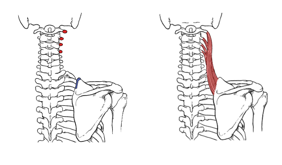 <p>What is the insertion for the levator scapulae?</p>