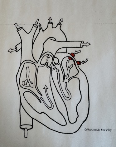 <ul><li><p>Carry <strong>oxygenated blood</strong> from the lungs back to the <strong>left</strong> atrium of the heart</p></li></ul><p></p>