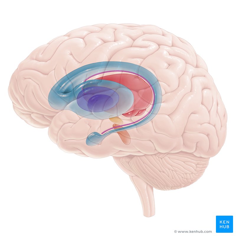 nuclei of the cerebrum (with a few components in the upper brain stem and diencephalon) that are responsible for assessing cortical movement commands and comparing them with the general state of the individual through broad modulatory activity of dopamine neurons; largely related to motor functions, as evidenced through the symptoms of Parkinson’s and Huntington’s diseases