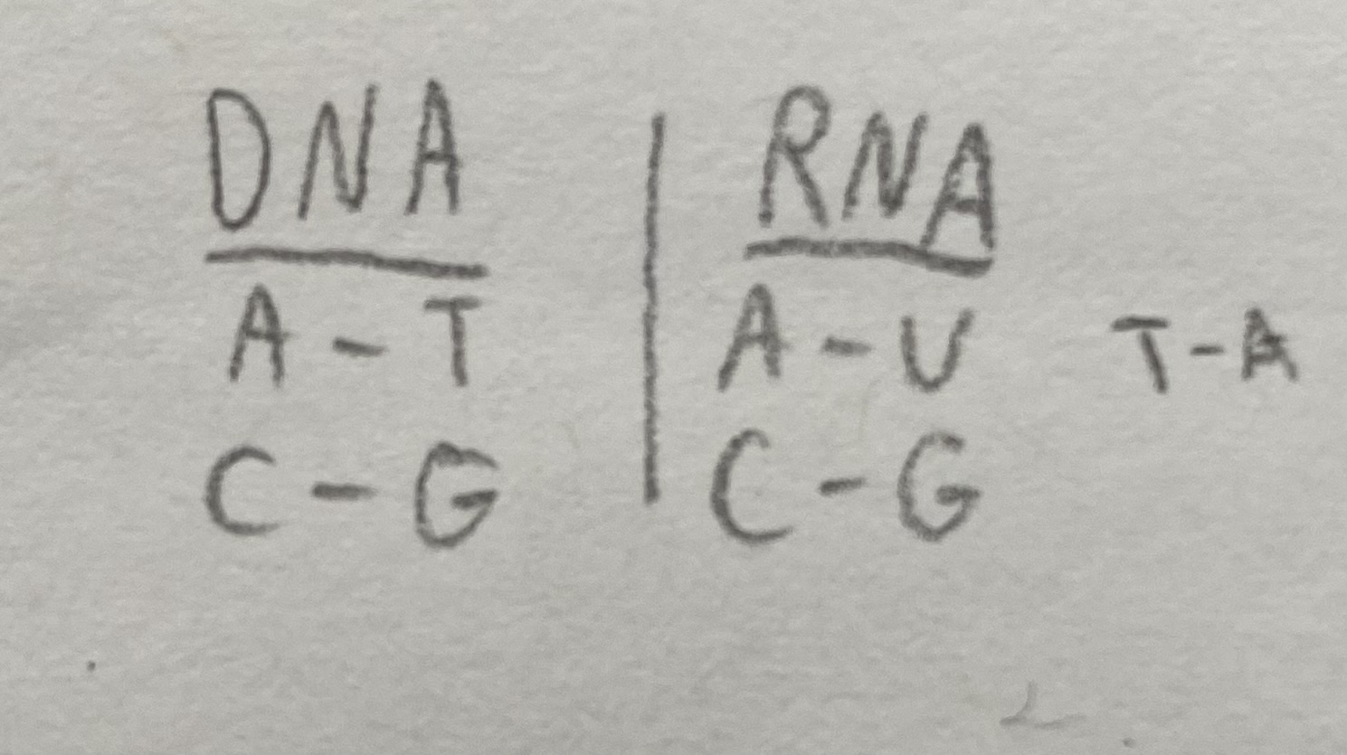 <p>Transcribe the DNA sequences:</p><p>a. TAC TAT GCC TTA</p><p>b. TAC TTC AAA ATC</p>